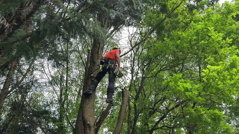 Best Tree Disease Treatment  in Thomaston, GA