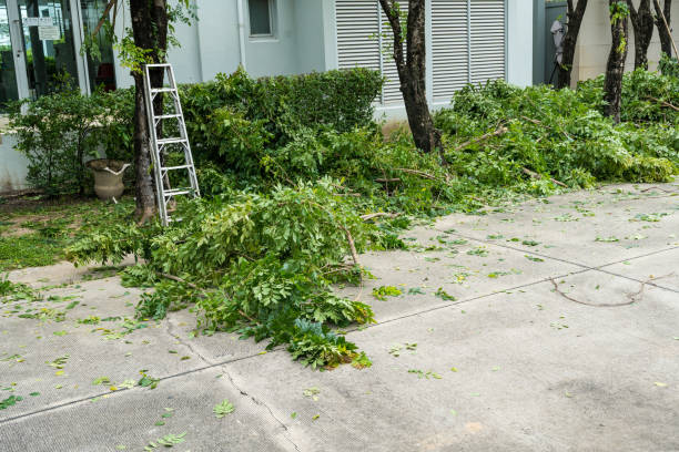 Best Lawn Disease Treatment  in Thomaston, GA