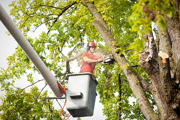 Best Seasonal Cleanup (Spring/Fall)  in Thomaston, GA