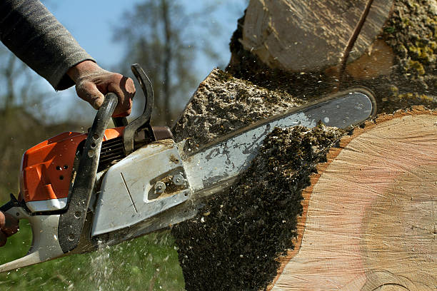 Lawn Pest Prevention in Thomaston, GA