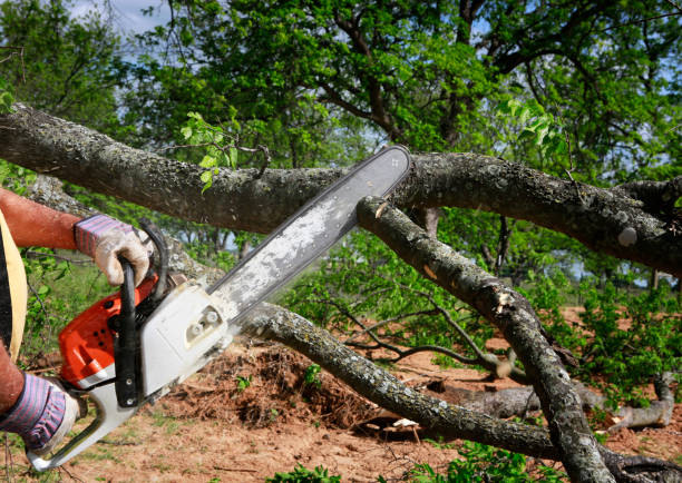 How Our Tree Care Process Works  in  Thomaston, GA